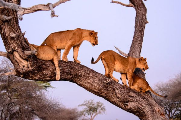 Lake Manyara National Park