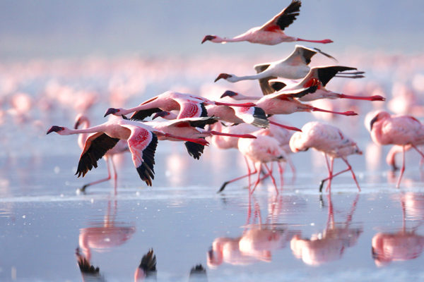 PARK LAKE NATRON NATIONAL PARK