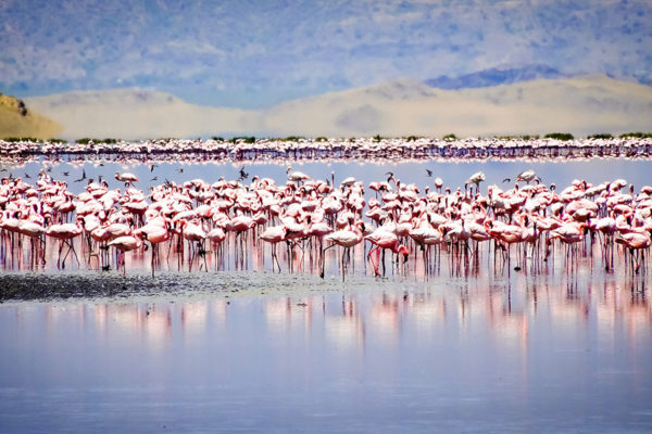 Africa Safari Lake Natron Accommodation